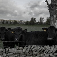 Buy canvas prints of Moody Cows by Richard Perks