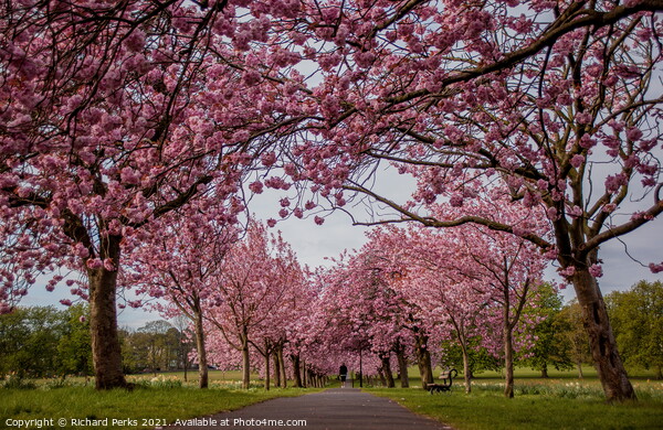 Springtime on the Stray in Harrogate Picture Board by Richard Perks
