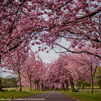 Buy canvas prints of Springtime on the Stray in Harrogate by Richard Perks