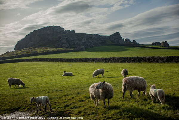 Sheep at Almscliffe Cragg Picture Board by Richard Perks