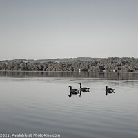 Buy canvas prints of Canada geese on Lake Windemere by Richard Perks