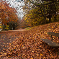 Buy canvas prints of  A carpet of Autumn leaves by Richard Perks