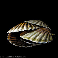 Buy canvas prints of Scallop shells in reflection by Richard Perks