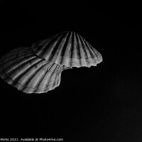 Buy canvas prints of Scallop shells  by Richard Perks