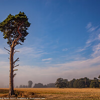Buy canvas prints of Lonesome  Yorkshire tree by Richard Perks