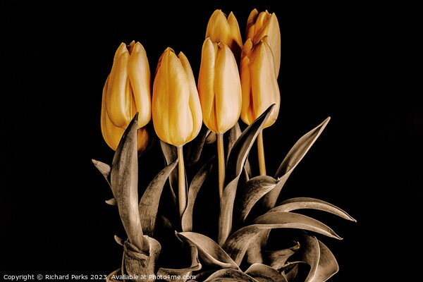 Radiant Beauty of Yellow Tulips Picture Board by Richard Perks