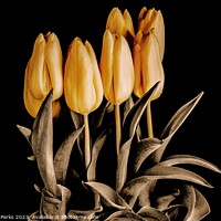 Buy canvas prints of Radiant Beauty of Yellow Tulips by Richard Perks
