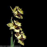 Buy canvas prints of Daffodils - Stylized by Richard Perks