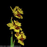 Buy canvas prints of Yellow Daffodils by Richard Perks