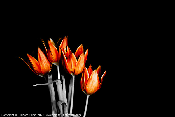 British fire orange Tulips (HDR) Picture Board by Richard Perks
