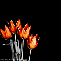 Buy canvas prints of British fire orange Tulips (HDR) by Richard Perks