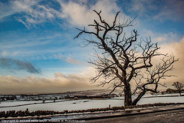 Winter Tree in the Yorkshire Landscape Picture Board by Richard Perks