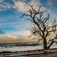 Buy canvas prints of Winter Tree in the Yorkshire Landscape by Richard Perks
