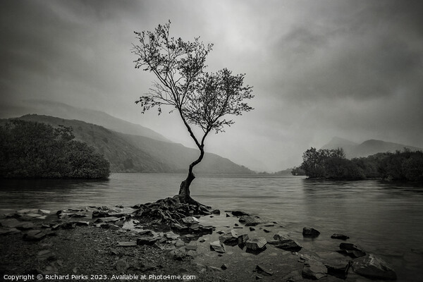 Rainclouds and the Lone Tree - Llanberis Picture Board by Richard Perks