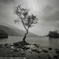 Buy canvas prints of Rainclouds and the Lone Tree - Llanberis by Richard Perks