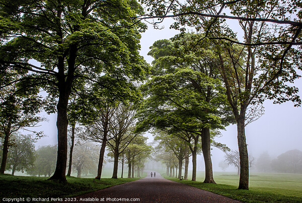 Roundhay Park avenue of Trees Picture Board by Richard Perks