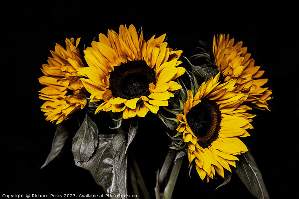 The Sunny Sunflowers Picture Board by Richard Perks