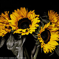 Buy canvas prints of The Sunny Sunflowers by Richard Perks