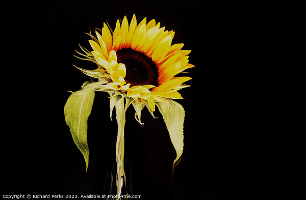 Single Sunflower study (HDR) Picture Board by Richard Perks