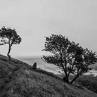 Buy canvas prints of Trees on the Hill by Richard Perks