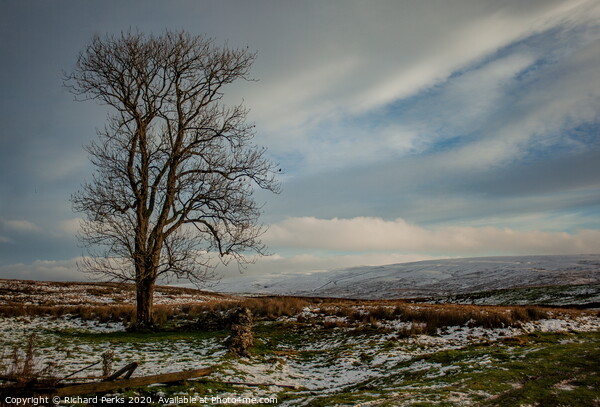 Ribblehead lone tree Picture Board by Richard Perks