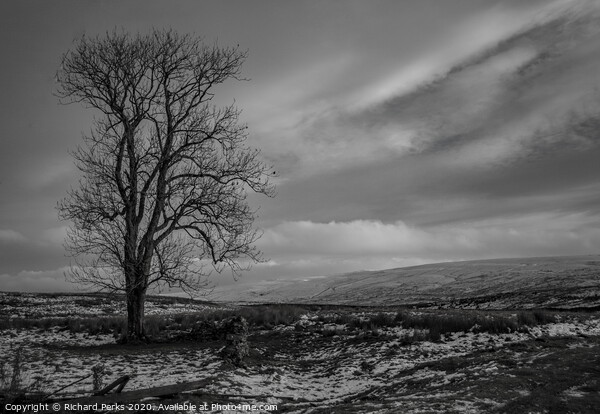 Lone tree in the Yorkshire Dales Picture Board by Richard Perks