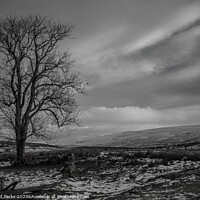 Buy canvas prints of Lone tree in the Yorkshire Dales by Richard Perks