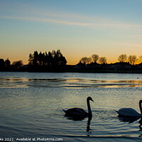 Buy canvas prints of Swans at Sunrise by Richard Perks