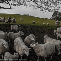 Buy canvas prints of Who said "MINT SAUCE" by Richard Perks