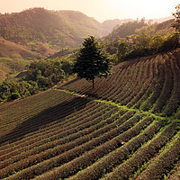 Buy canvas prints of ASIA THAILAND CHIANG RAI MAE SALONG TEA PLANTATION by urs flueeler