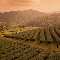 Buy canvas prints of THAILAND CHIANG RAI MAE SALONG TEA PLANTATION by urs flueeler