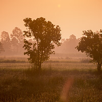 Buy canvas prints of THAILAND ISAN UDON THANI AGRICULTURE LANDSCAOE by urs flueeler