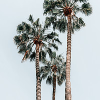 Buy canvas prints of Palm Trees, Miami Summer Vibes, Minimalist Art by Radu Bercan