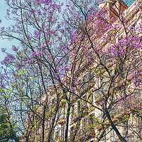 Buy canvas prints of Purple Flower Trees, Tree Blossom, Barcelona City by Radu Bercan