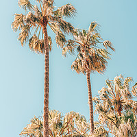 Buy canvas prints of Palm Trees, Summer Vibes, Coconut Palm Tree Leaves by Radu Bercan