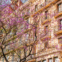 Buy canvas prints of Pink Flower Tree, Barcelona City Spring Trees by Radu Bercan