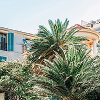 Buy canvas prints of Palm Trees, Cannes City, French Riviera by Radu Bercan