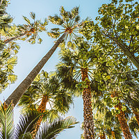 Buy canvas prints of Palm Trees, Summer Beach Vibes, Coconut Leaves by Radu Bercan