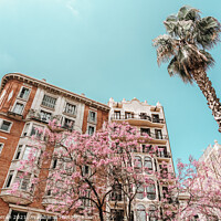 Buy canvas prints of Purple Flower Trees In Barcelona City In Spain by Radu Bercan