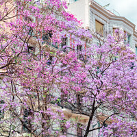 Buy canvas prints of Purple Flower Trees In Barcelona City In Spain by Radu Bercan