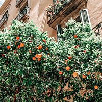 Buy canvas prints of Orange Trees In Barcelona City, Spain by Radu Bercan