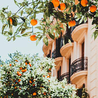 Buy canvas prints of Orange Trees In Barcelona City, Spain by Radu Bercan