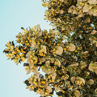 Buy canvas prints of Lime Tree Flowers In Spring by Radu Bercan