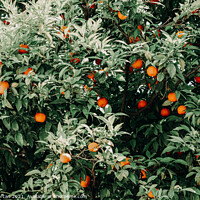 Buy canvas prints of Tropical Orange Fruit Tree by Radu Bercan