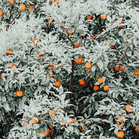 Buy canvas prints of Orange Fruits Print, Citrus Fruit Pattern Print by Radu Bercan