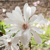 Buy canvas prints of White magnolia flowers in a garden by aurélie le moigne
