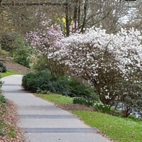 Buy canvas prints of Magnolia trees and path in a park by aurélie le moigne