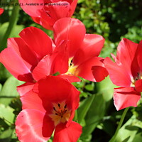 Buy canvas prints of Red flowers of tulips by aurélie le moigne