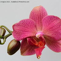 Buy canvas prints of Pink orchid flowers by aurélie le moigne