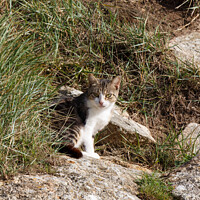 Buy canvas prints of Tabby cat in a garden by aurélie le moigne